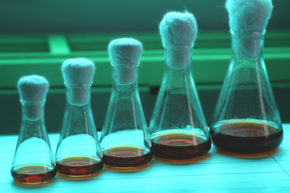 Kuhner Science Talk: Scaling up – Parameters, pitfalls, and case studies