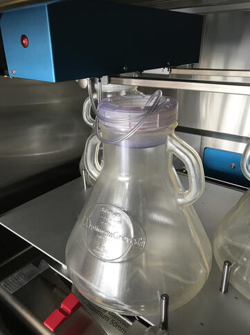 Customized Kuhner TOM caps & Thomson-Caps