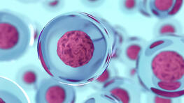 Stem cells