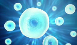 Cell culture